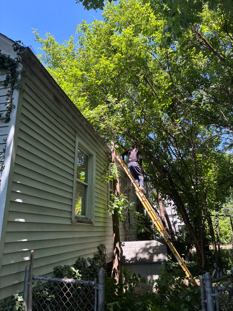 Outdoor property maintenance project