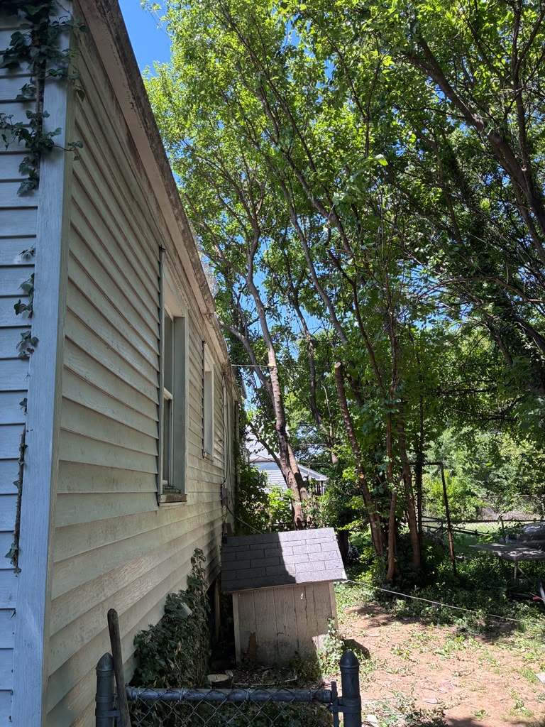 Residential tree service project