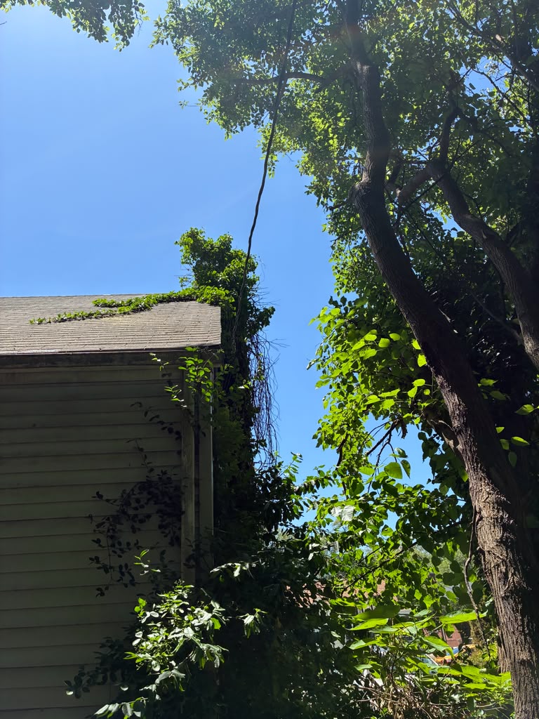 Benigno Perez Tree Services professional tree care work