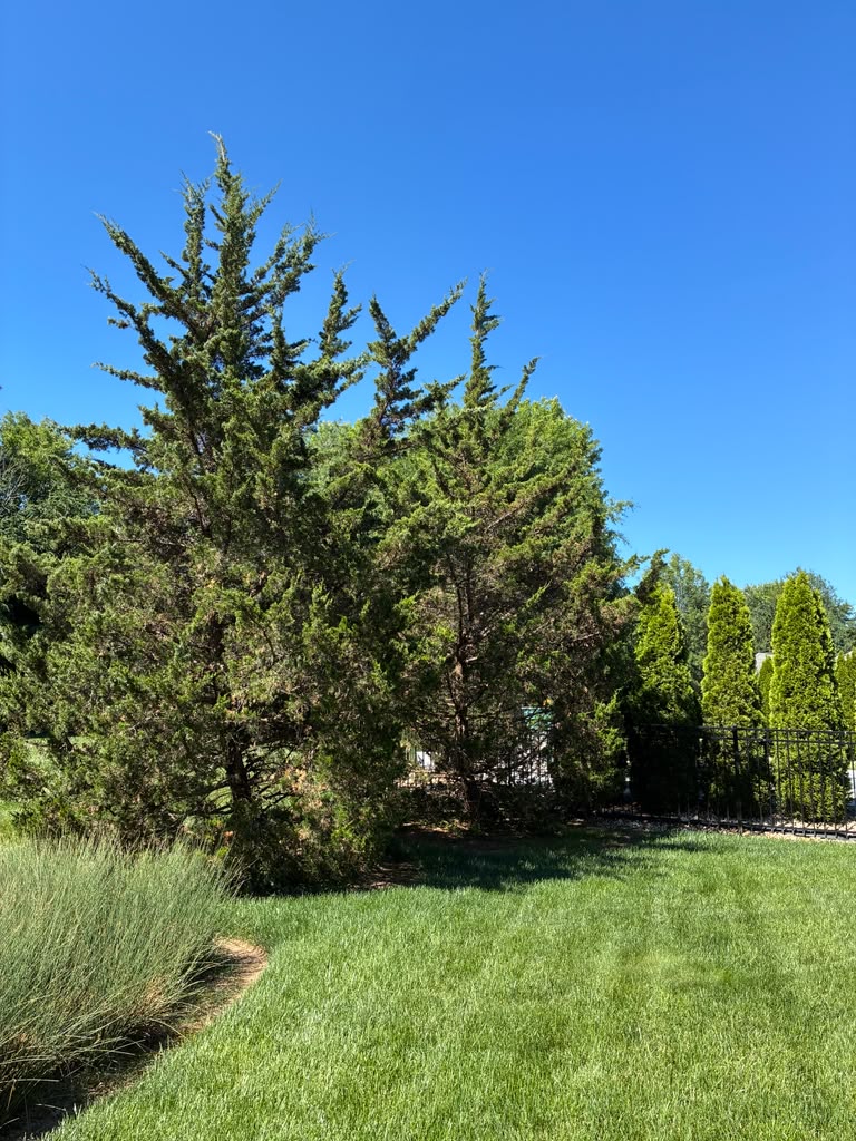 Recent landscaping and tree care project