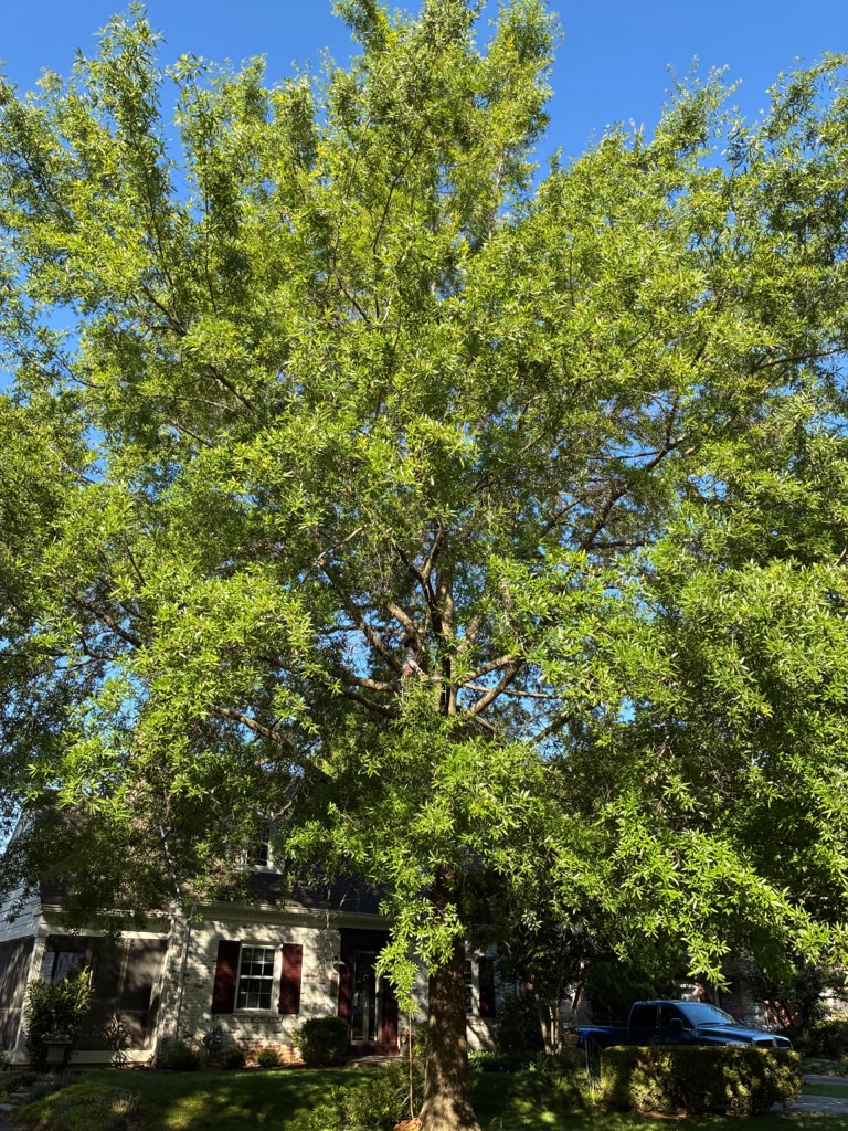 Property after professional tree removal service
