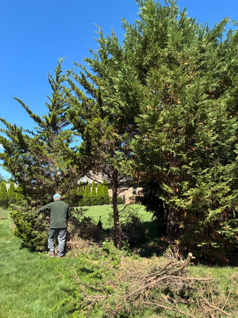 Benigno Perez Tree Services team at work