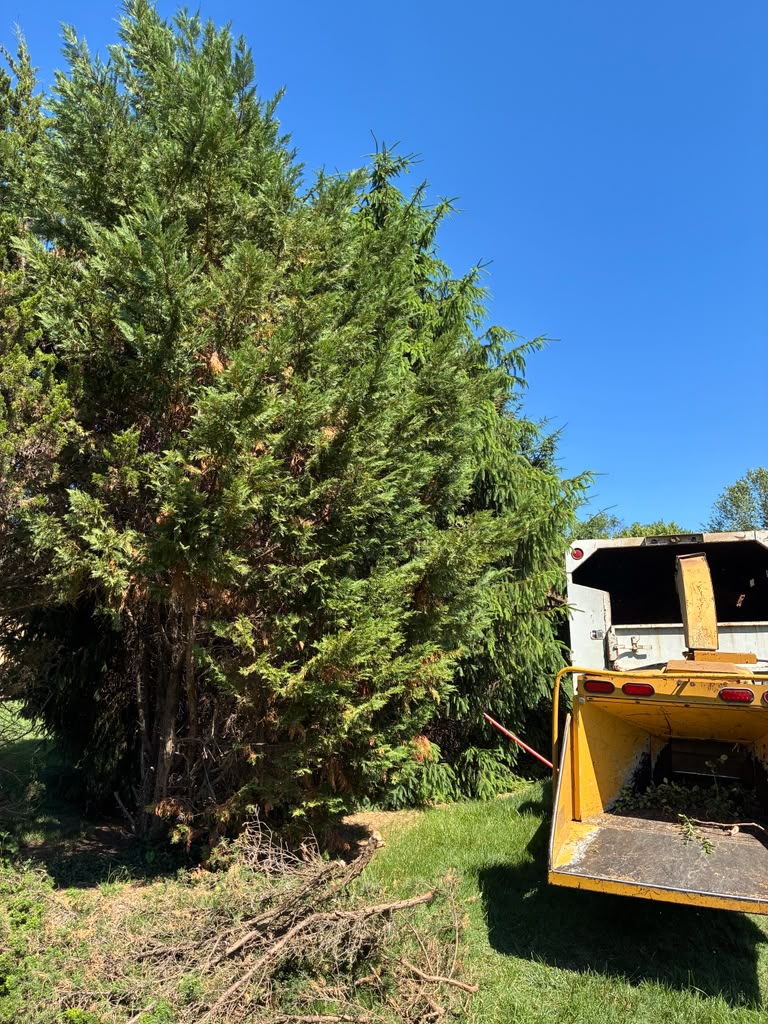 Professional tree trimming services
