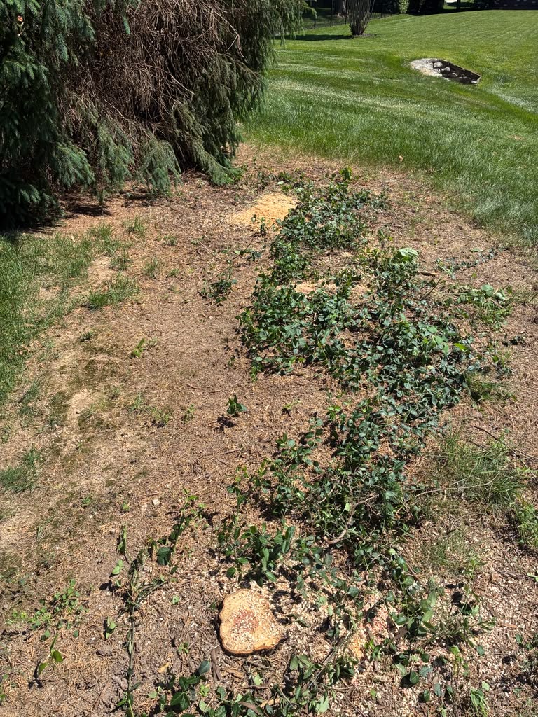 Professional tree removal services