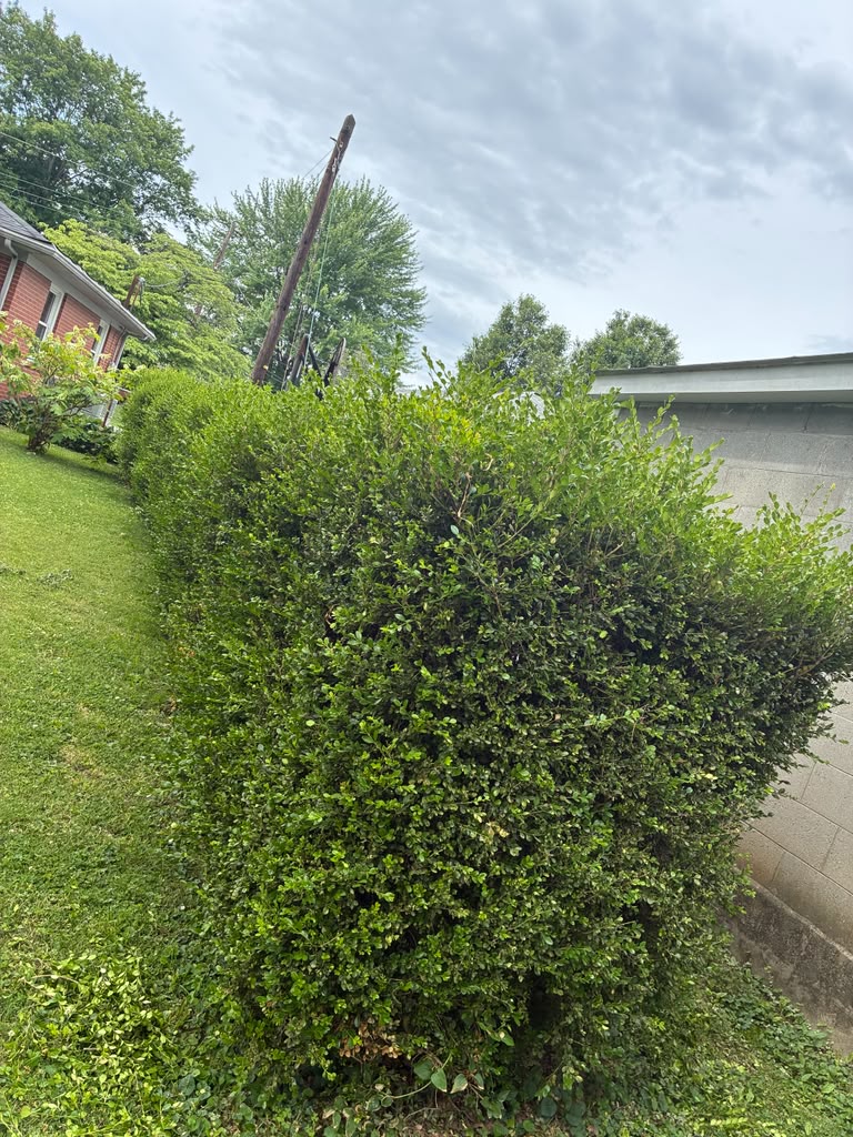 Professional landscaping services