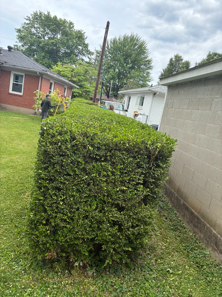 Shrub after professional trimming service