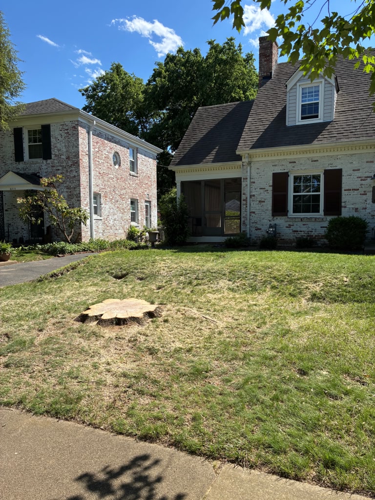 Property before professional tree removal service